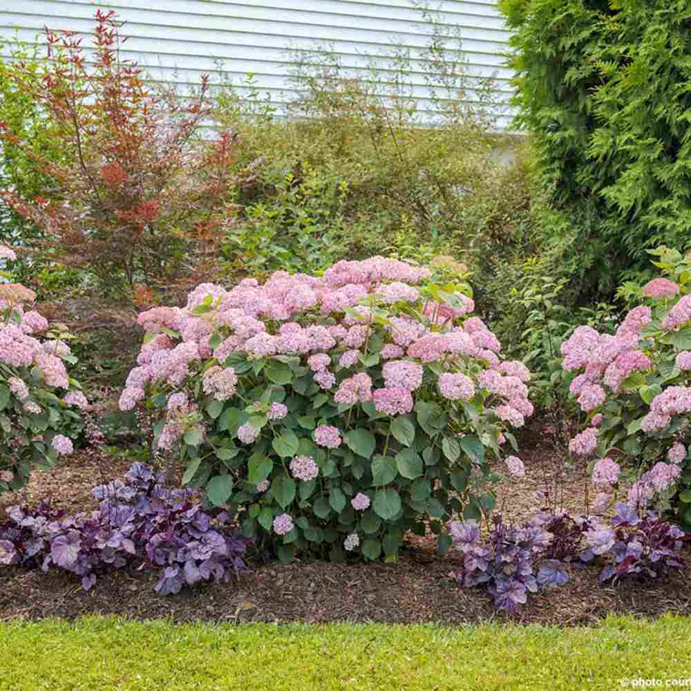 Hortensia de gradina Pink Annabelle, cu flori roz-pal