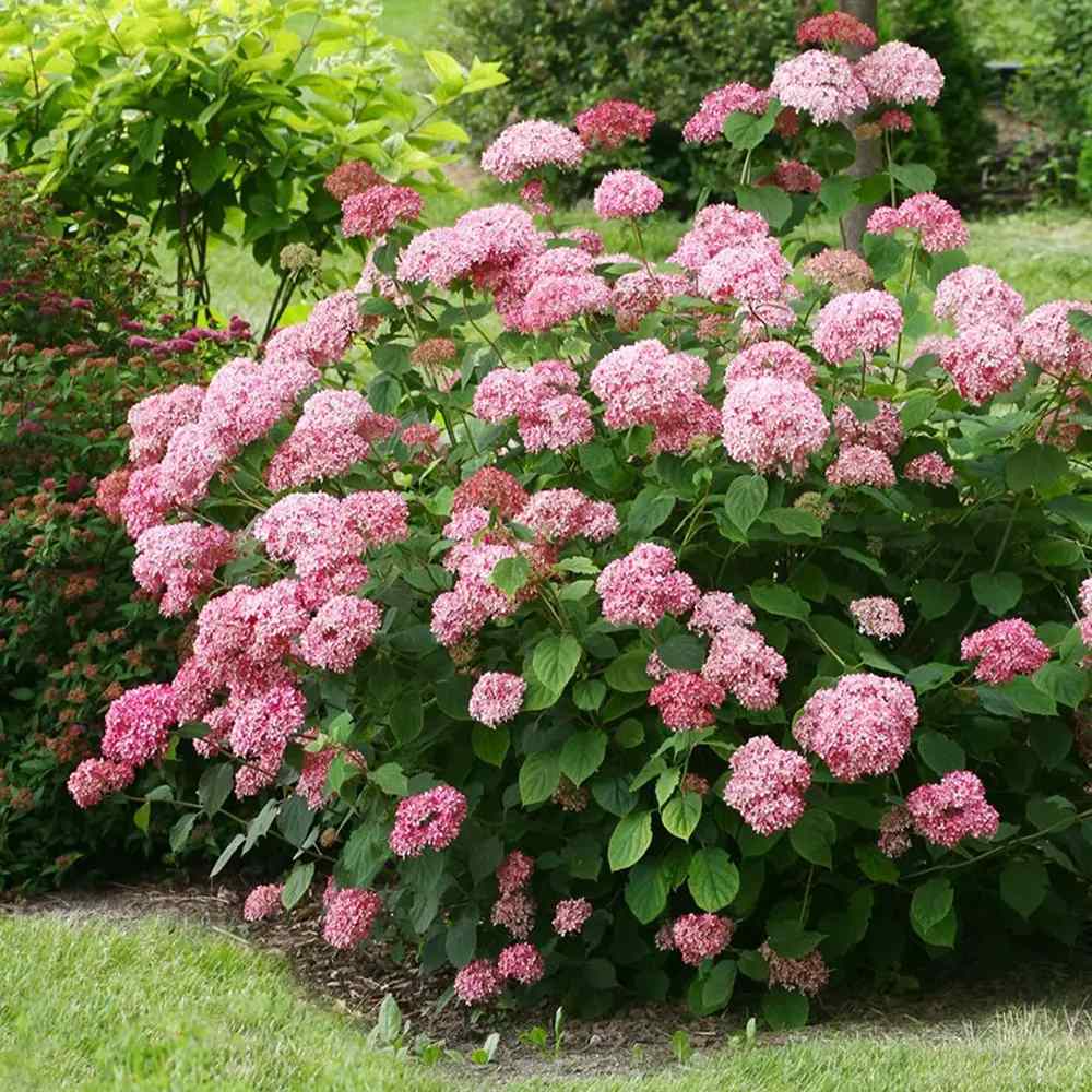 Hortensia de gradina Pink Annabelle, cu flori roz-pal