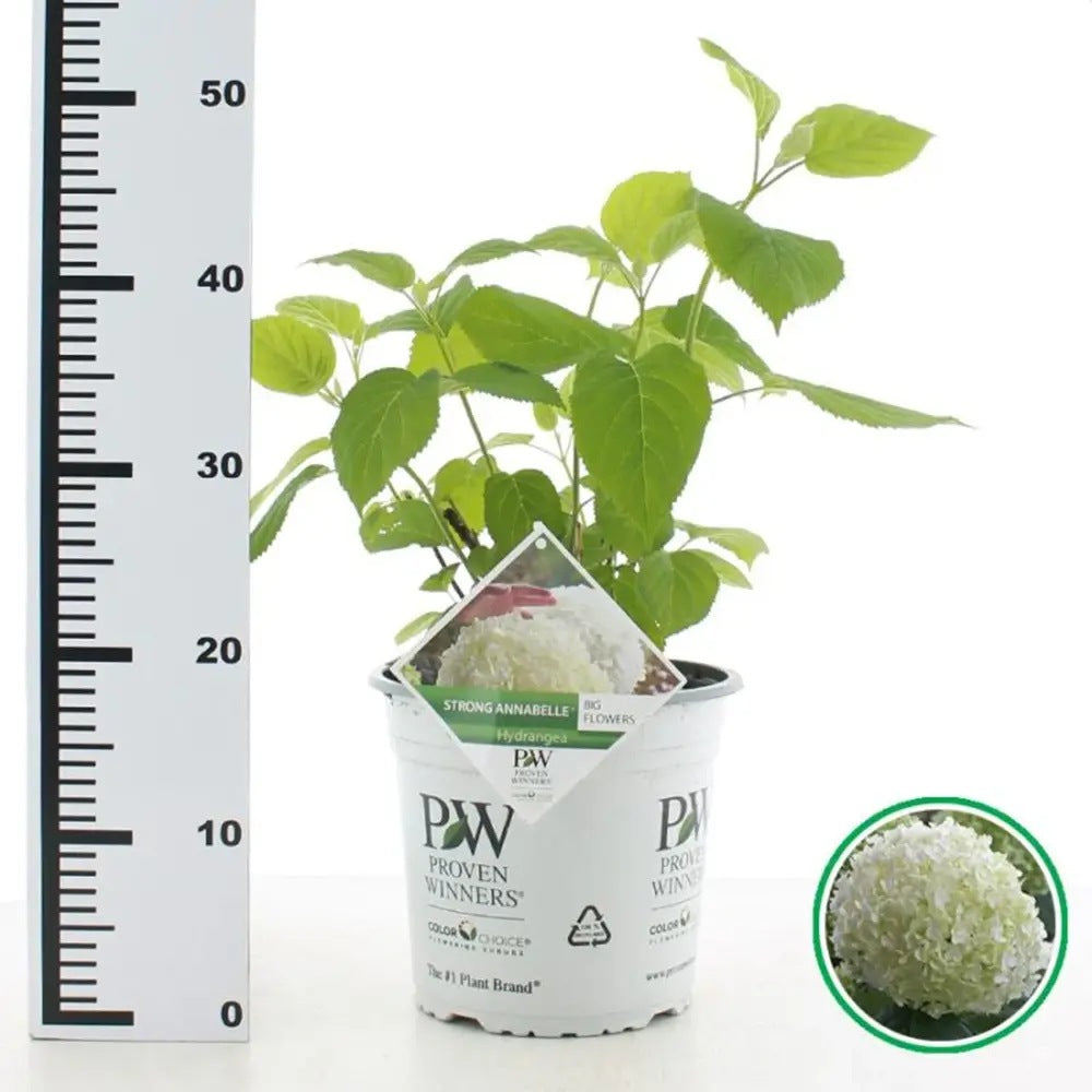 Hortensia de gradina Strong Annabelle, cu flori albe XXL sferice