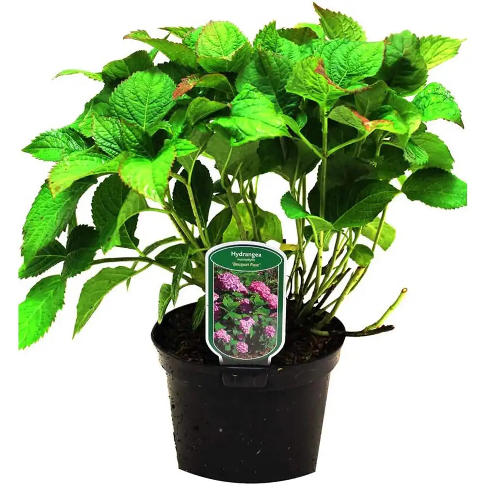 Hortensie de gradina Bouquet Rose, cu flori roz, decorativ inflorire vara