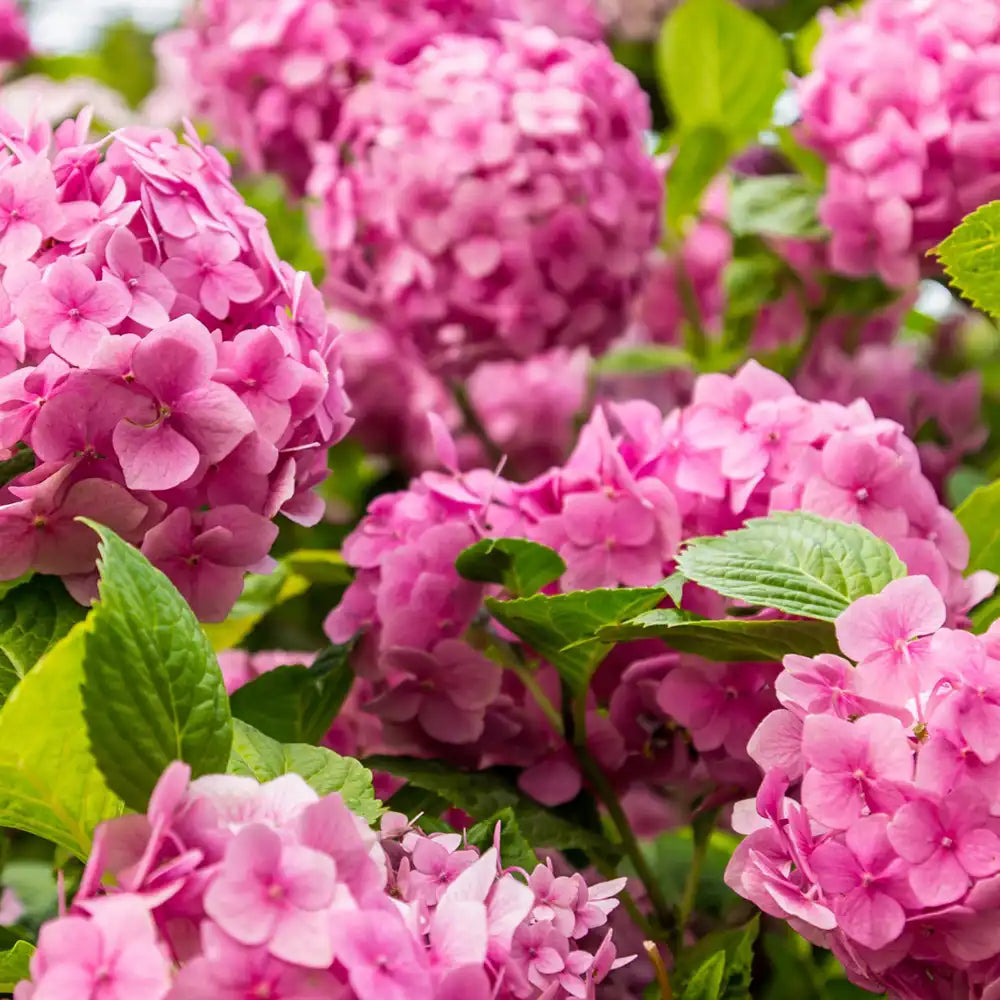 Hortensie de gradina Bouquet Rose, cu flori roz, decorativ inflorire vara