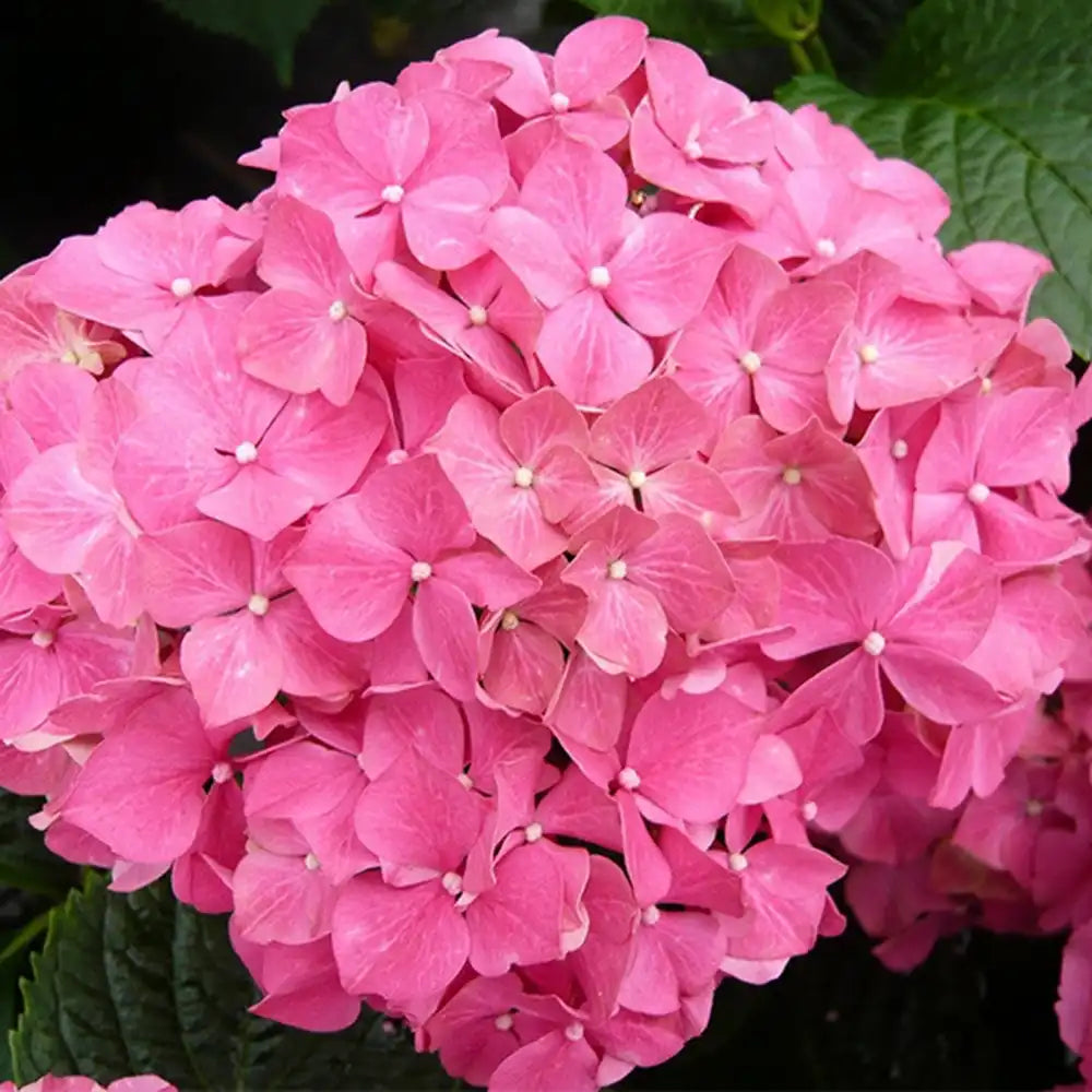 Hortensie de gradina Bouquet Rose, cu flori roz, decorativ inflorire vara