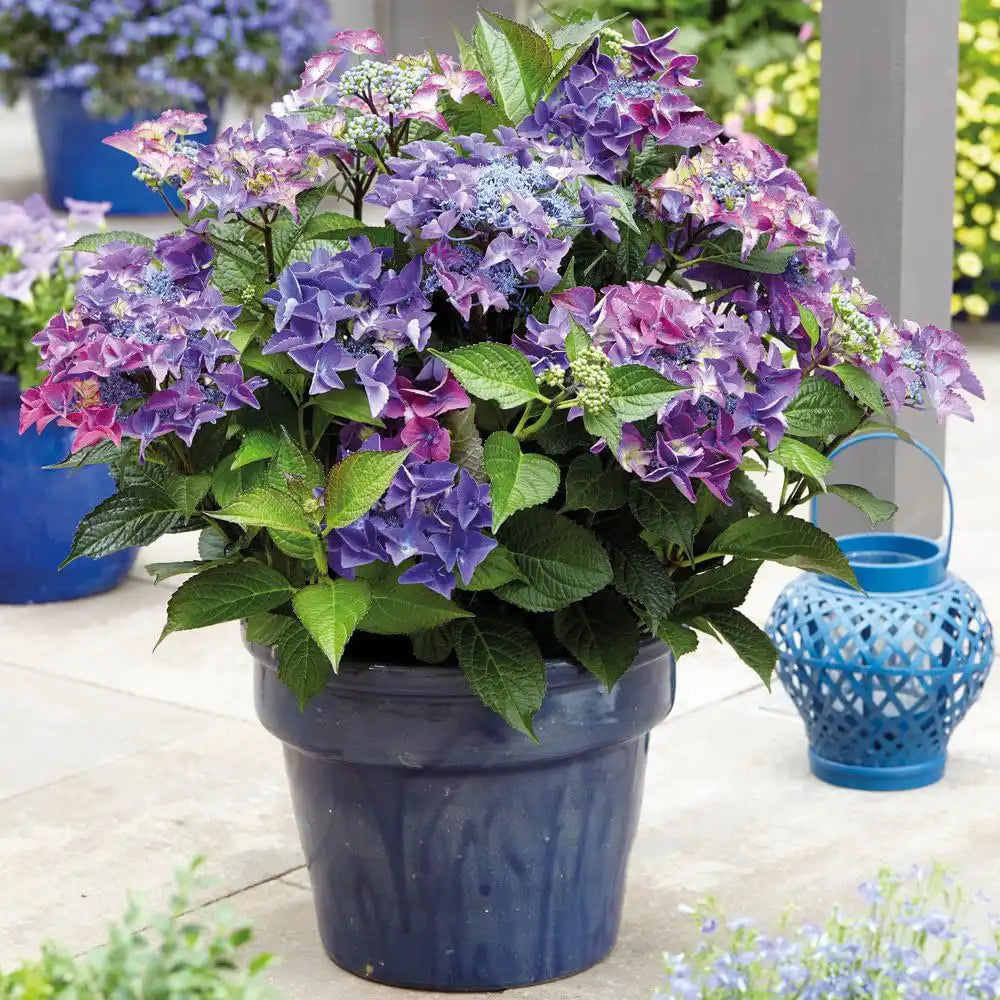 Hortensie de gradina Black Diamond Dark Angel Purple, frunze inchise, flori mov, eleganta si rezistenta