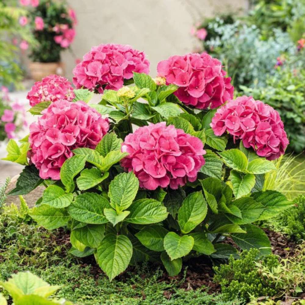 Hortensia de gradina Hot Red, cu flori rosii