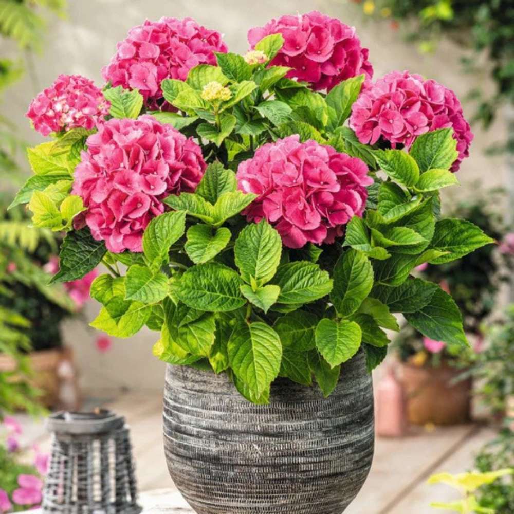 Hortensia de gradina Hot Red, cu flori rosii
