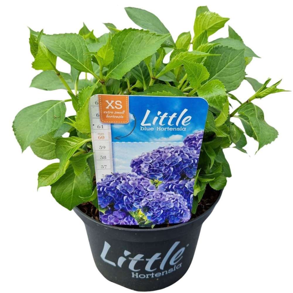 Hortensie de Gradina Pitica Little Blue XS, flori albastre compacte, tufis decorativ de gradina