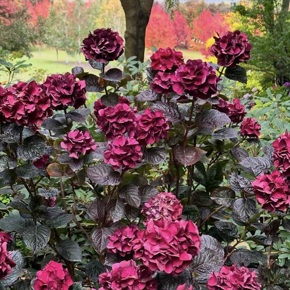 Hortensie de Gradina Merveille Sanguine, cu flori bordo-roz spectaculoase si frunzis purpuriu-verde, soi exclusiv