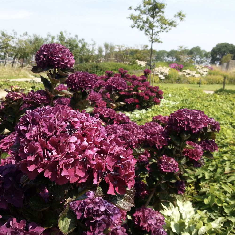 Hortensie de Gradina Merveille Sanguine, cu flori bordo-roz spectaculoase si frunzis purpuriu-verde, soi exclusiv