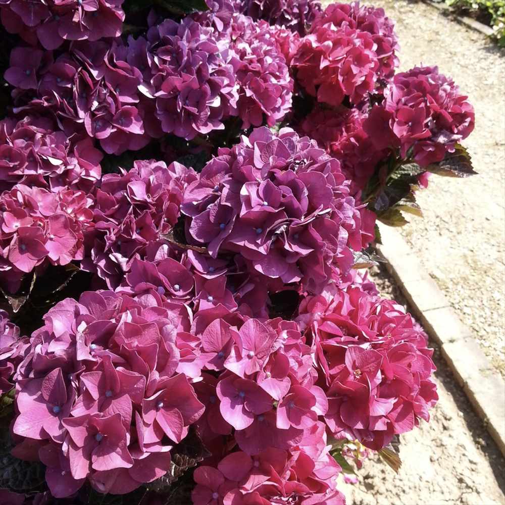 Hortensie de Gradina Merveille Sanguine, cu flori bordo-roz spectaculoase si frunzis purpuriu-verde, soi exclusiv