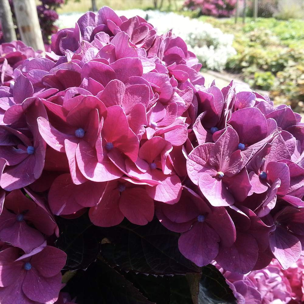 Hortensie de Gradina Merveille Sanguine, cu flori bordo-roz spectaculoase si frunzis purpuriu-verde, soi exclusiv