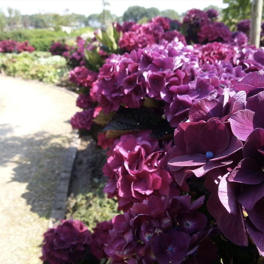 Hortensie de Gradina Merveille Sanguine, cu flori bordo-roz spectaculoase si frunzis purpuriu-verde, soi exclusiv