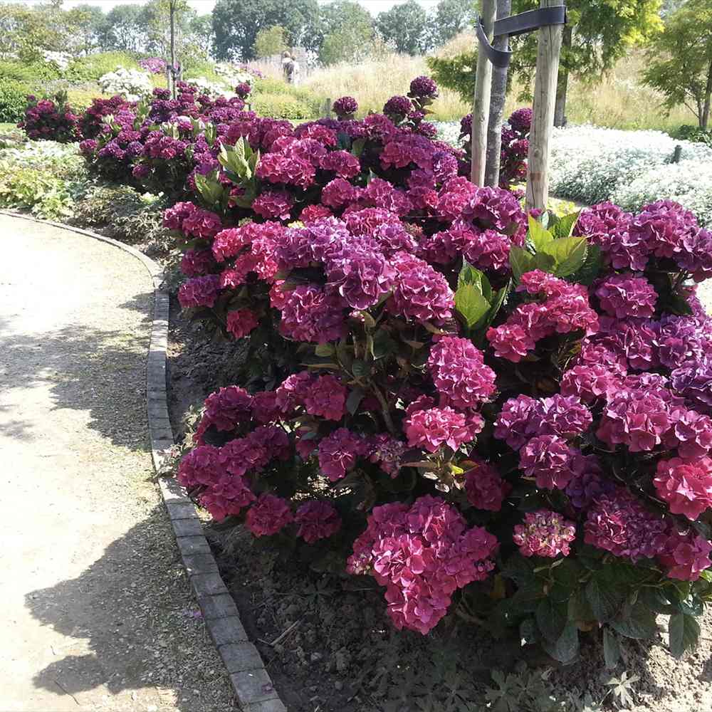 Hortensie de Gradina Merveille Sanguine, cu flori bordo-roz spectaculoase si frunzis purpuriu-verde, soi exclusiv