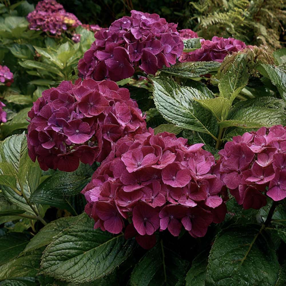 Hortensie de Gradina Merveille Sanguine, cu flori bordo-roz spectaculoase si frunzis purpuriu-verde, soi exclusiv