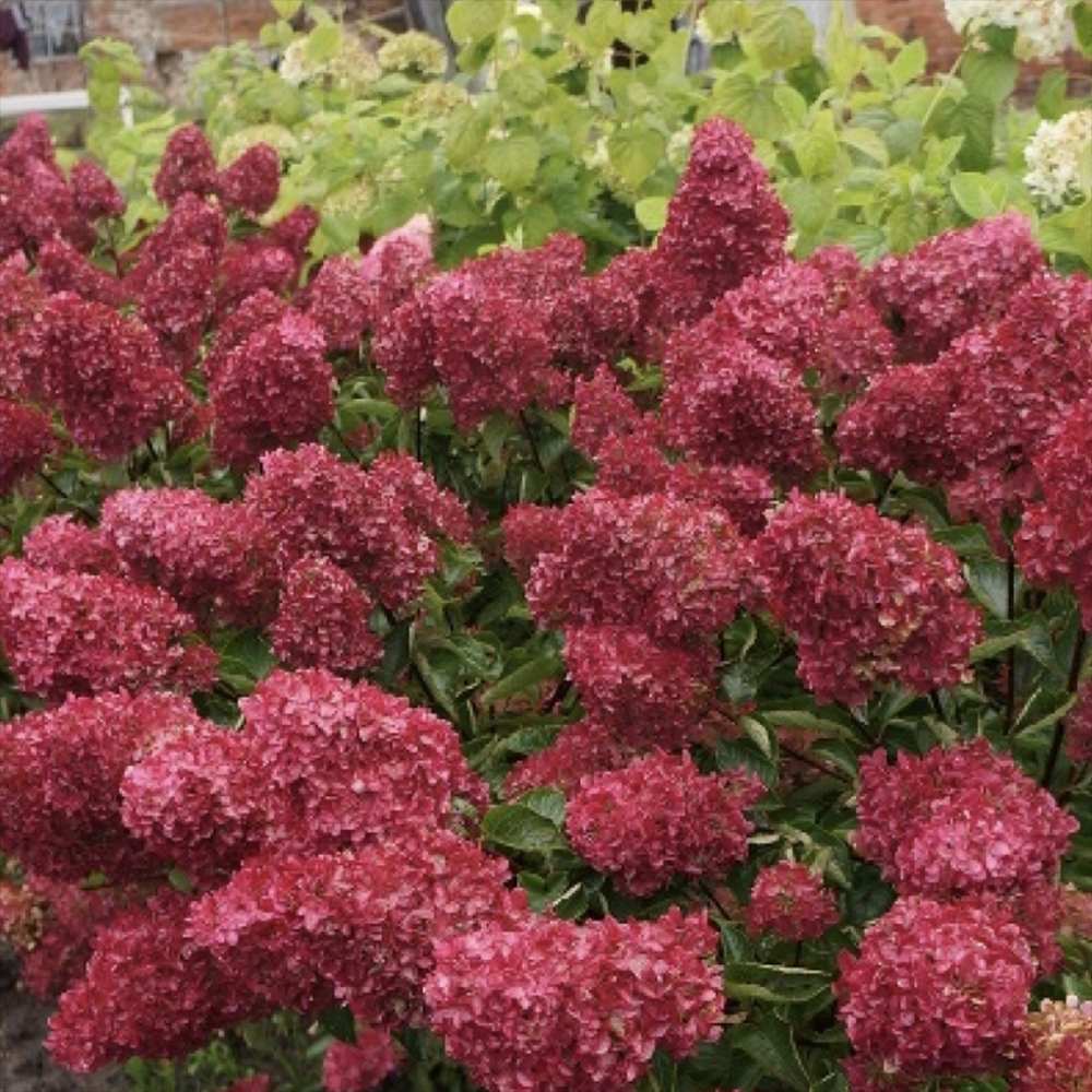 Hortensie de Gradina Merveille Sanguine, cu flori bordo-roz spectaculoase si frunzis purpuriu-verde, soi exclusiv