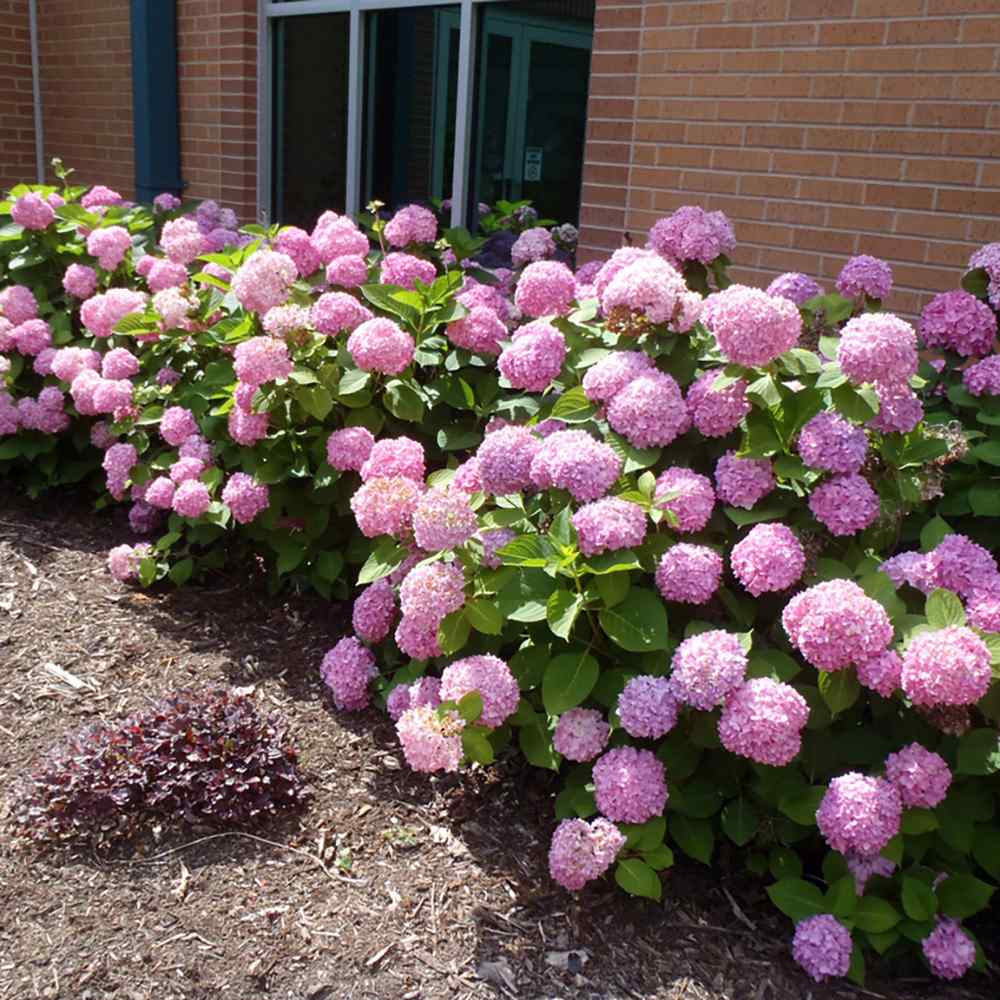 Hortensie de gradina, arbust decorativ cu flori mari roz