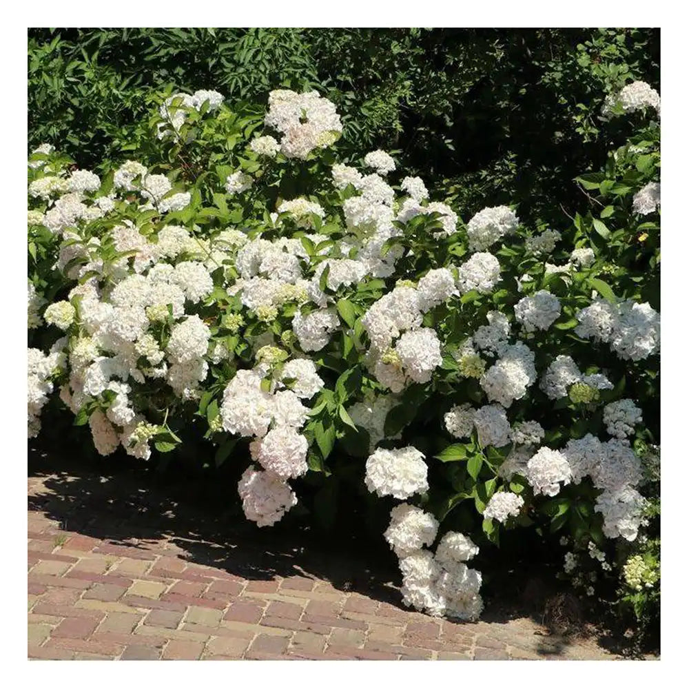 Hortensie de Gradina Schneeball, cu flori albe sferice mari