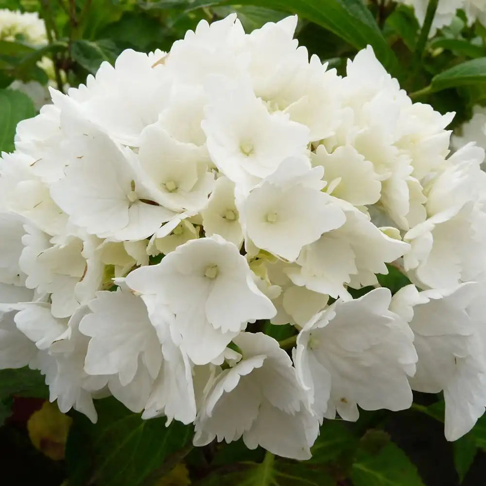 Hortensie de Gradina Schneeball, cu flori albe sferice mari