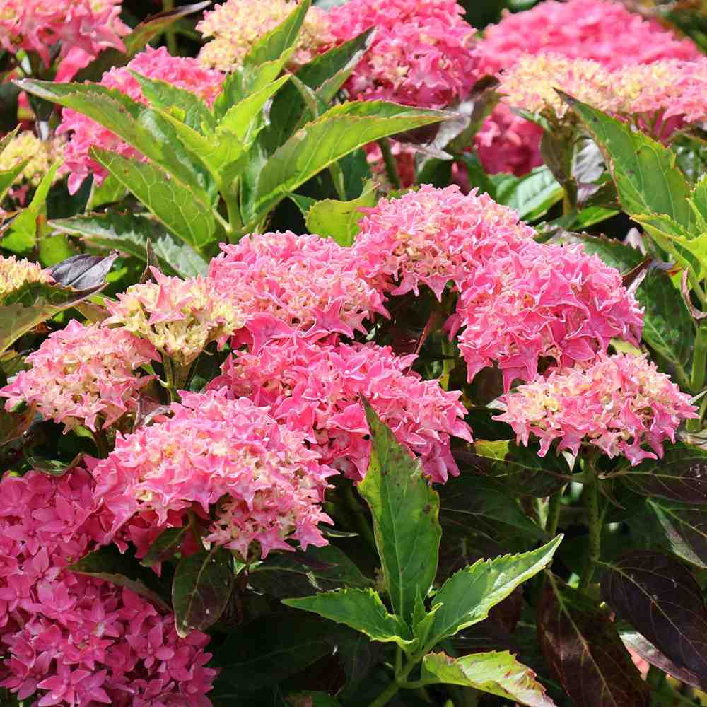 Hortensie de gradina Tovelit, cu flori roz compacte spectaculoase vara, pentru gradina sau ghiveci