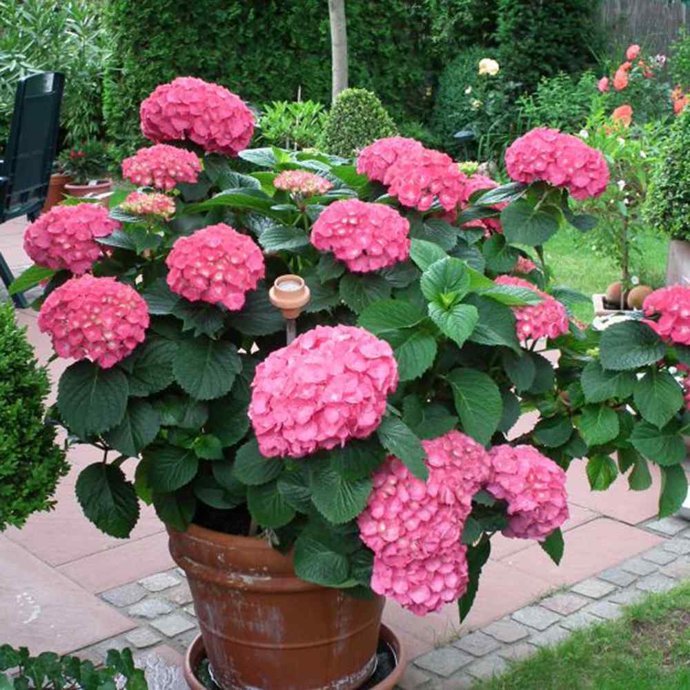 Hortensie de gradina Tovelit, cu flori roz compacte spectaculoase vara, pentru gradina sau ghiveci
