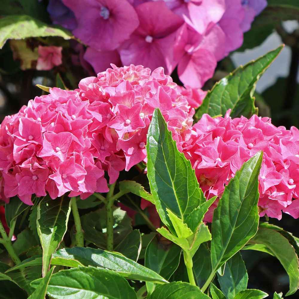 Hortensie de gradina Tovelit, cu flori roz compacte spectaculoase vara, pentru gradina sau ghiveci