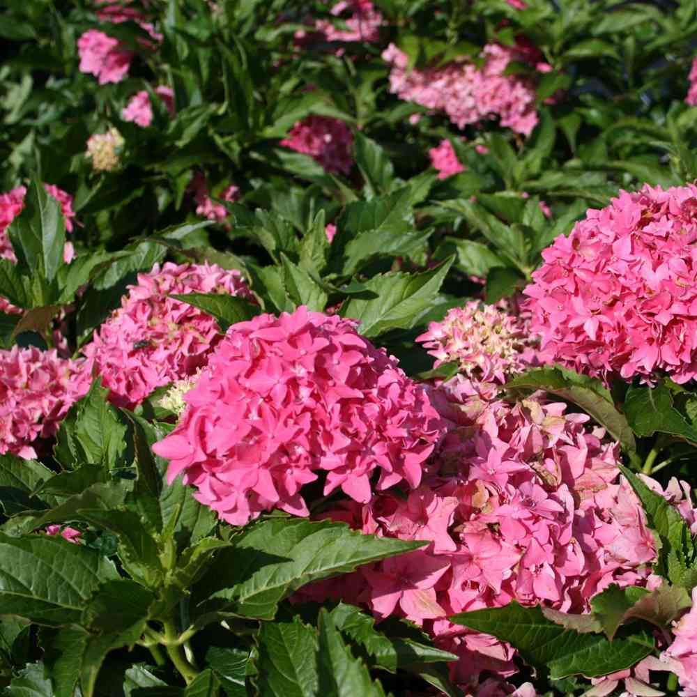 Hortensie de gradina Tovelit, cu flori roz compacte spectaculoase vara, pentru gradina sau ghiveci