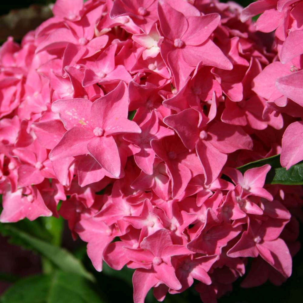 Hortensie de gradina Tovelit, cu flori roz compacte spectaculoase vara, pentru gradina sau ghiveci