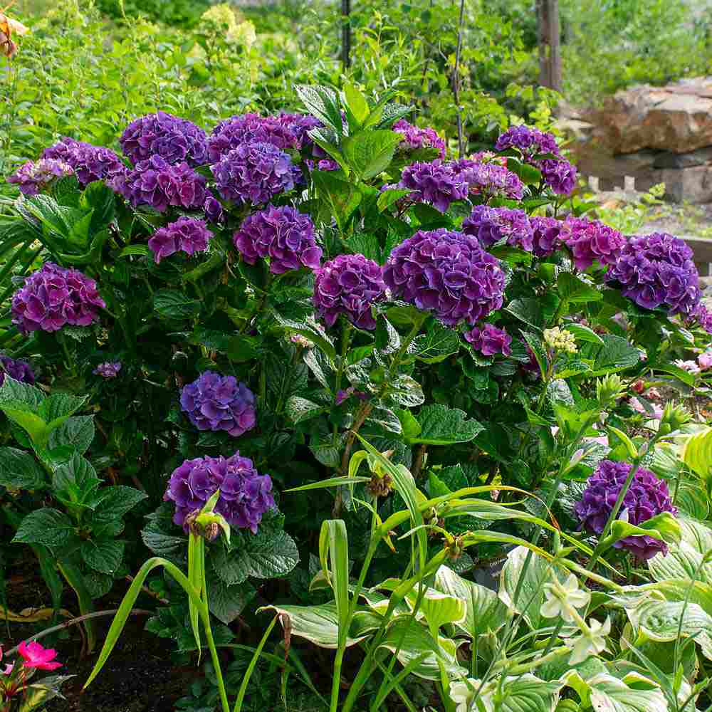 Hortensia de gradina Deep Purple Dance, cu flori mov