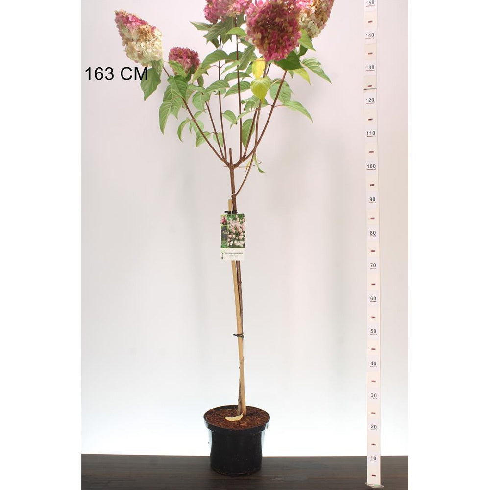 Hortensie de Gradina Tip Copac Vanille Fraise, pomisor cu flori alb-roz capsuna, inflorire lunga vara-toamna, planta decorativa gradina