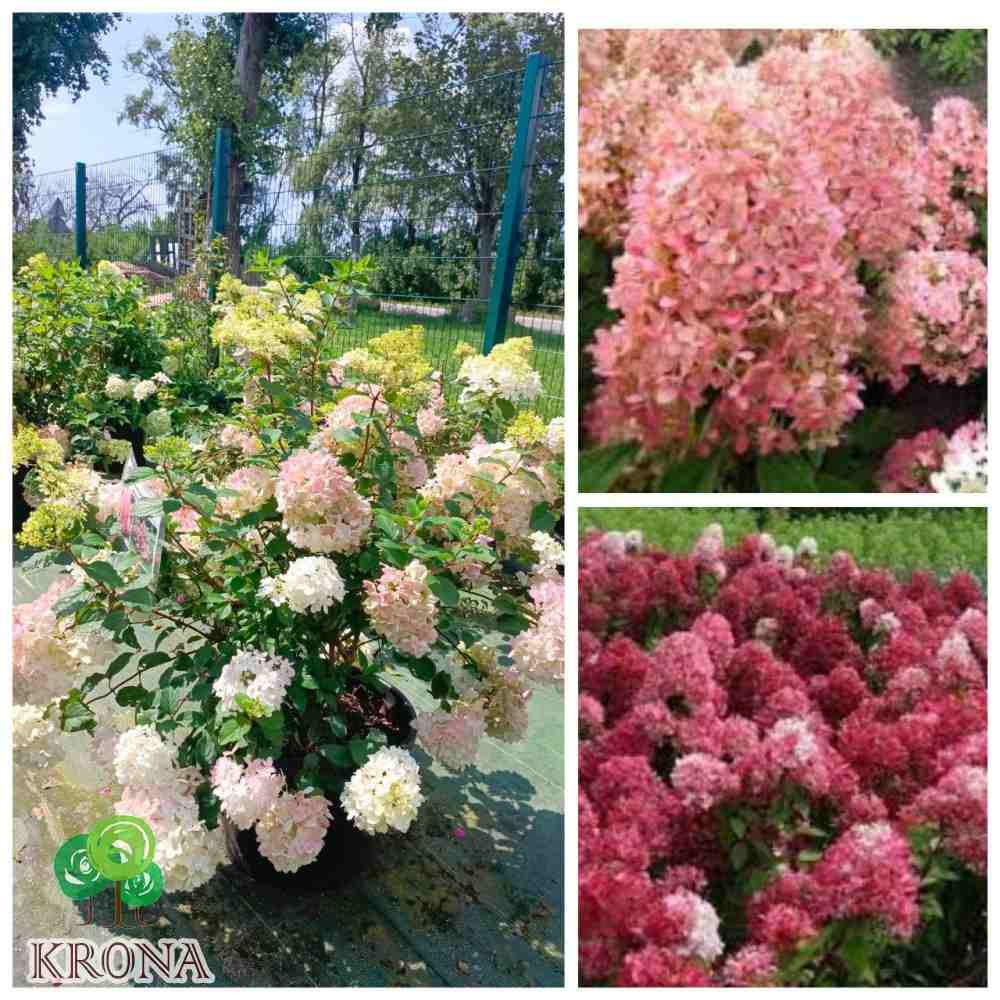 Hortensia de gradina Magical Andes, flori albe, roz si rosii in functie de perioada, rezistenta la frig, crestere rapida