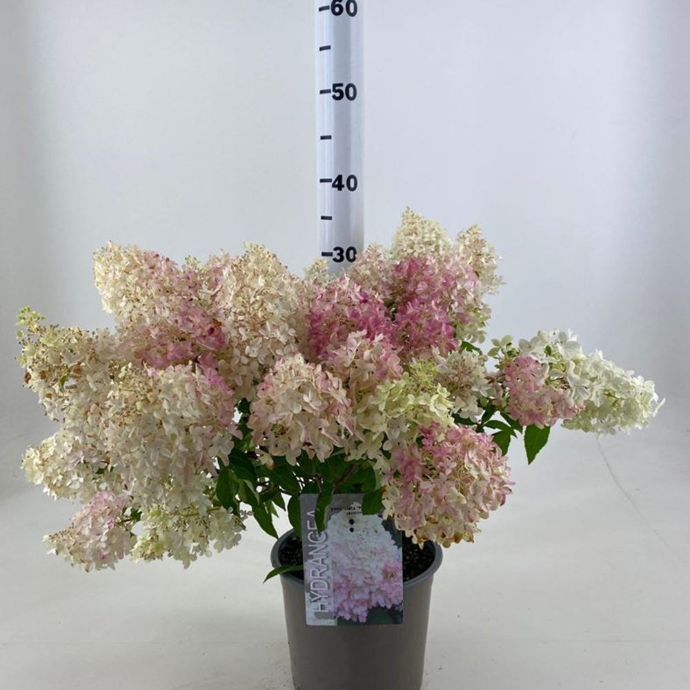 Hortensia de gradina Magical Andes, flori albe, roz si rosii in functie de perioada, rezistenta la frig, crestere rapida