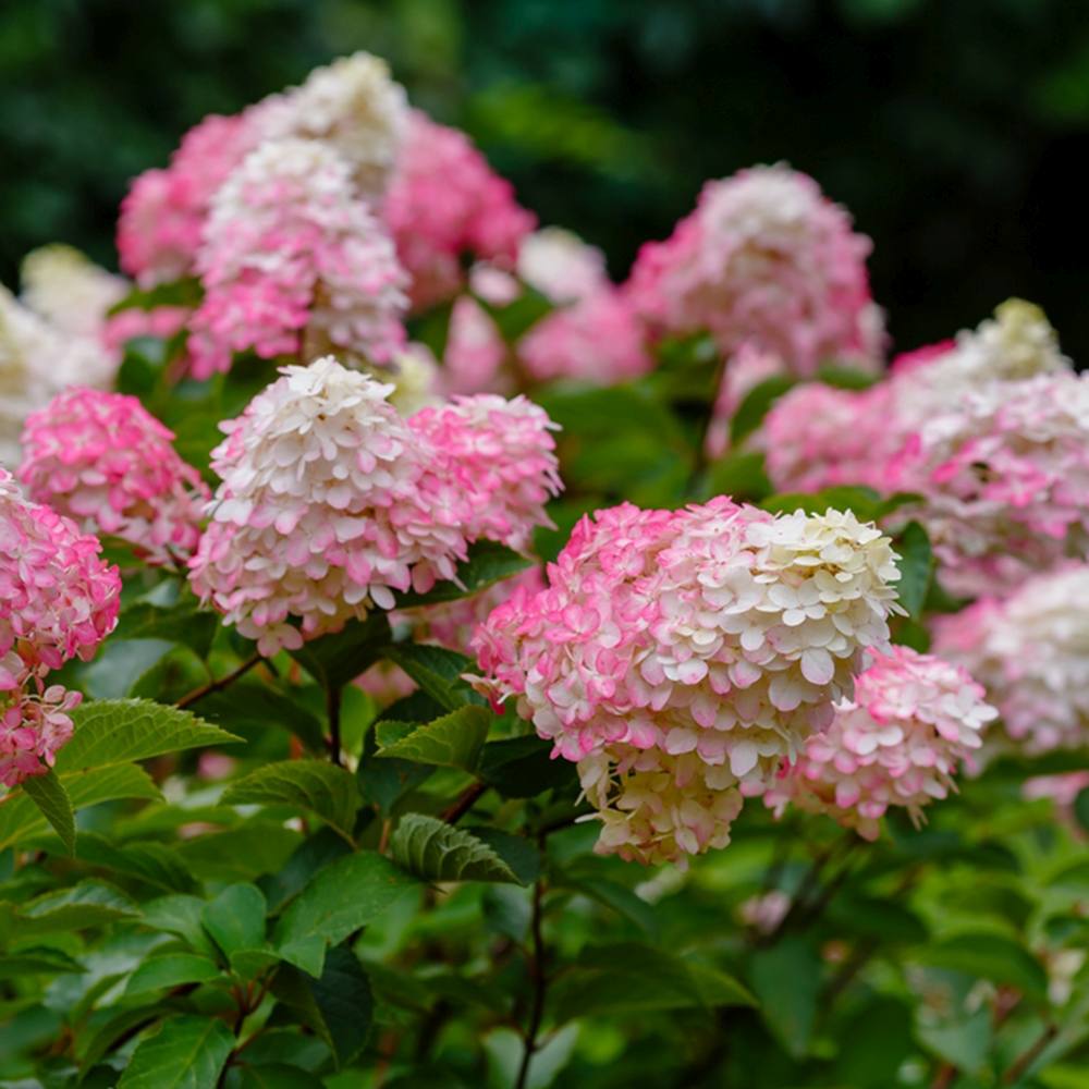 Hortensie de gradina Sundae Fraise, flori albe-roz, joc de culori, arbust decorativ rezistent la frig