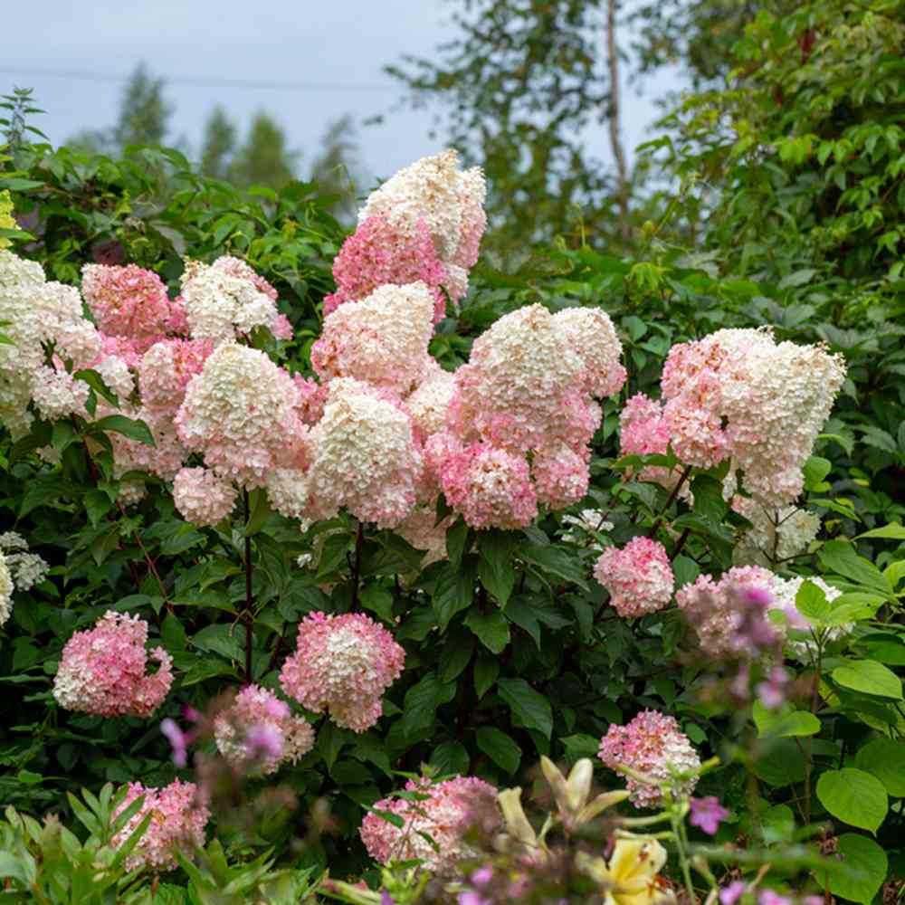 Hortensie de gradina Sundae Fraise, flori albe-roz, joc de culori, arbust decorativ rezistent la frig