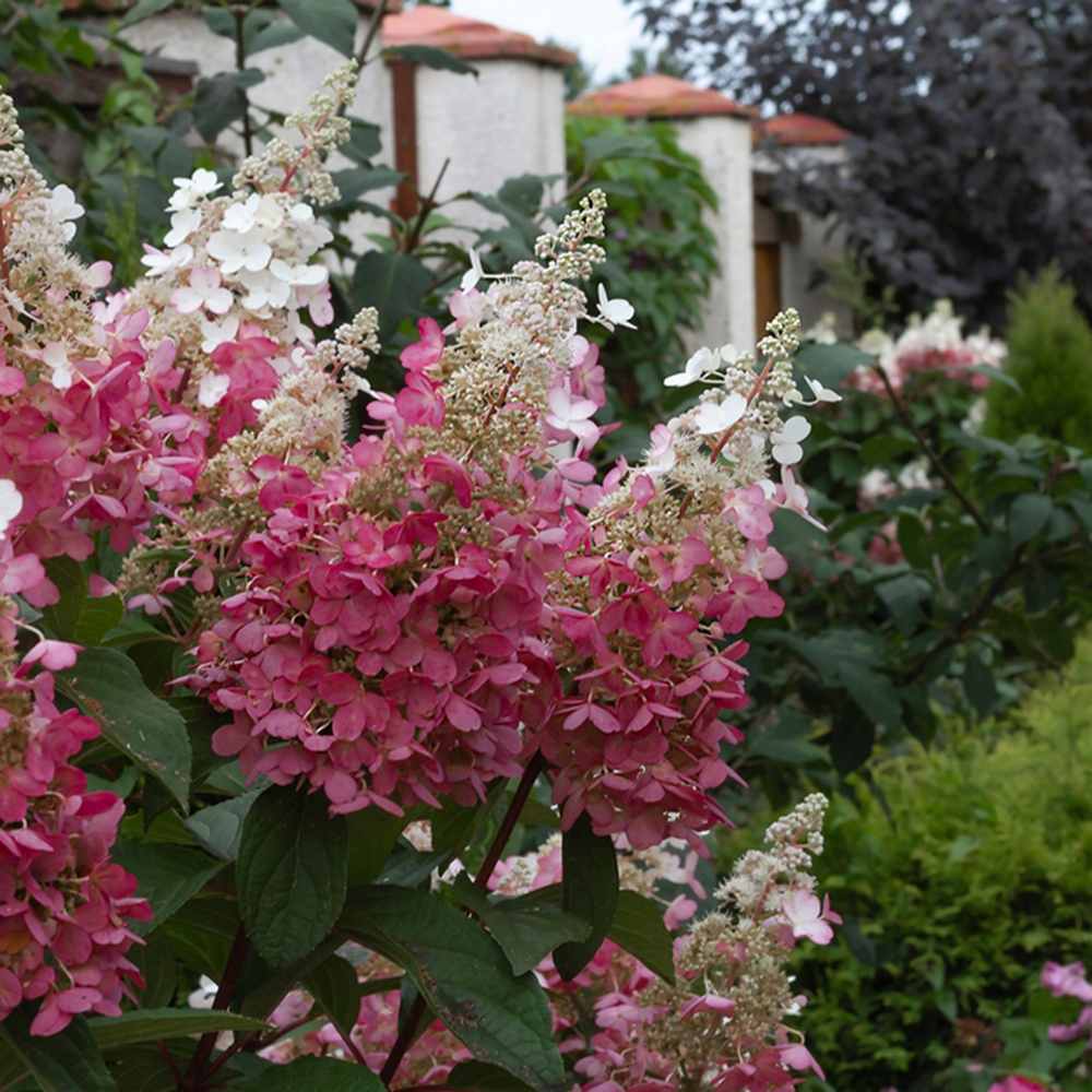 Hortensie de gradina Sundae Fraise, flori albe-roz, joc de culori, arbust decorativ rezistent la frig