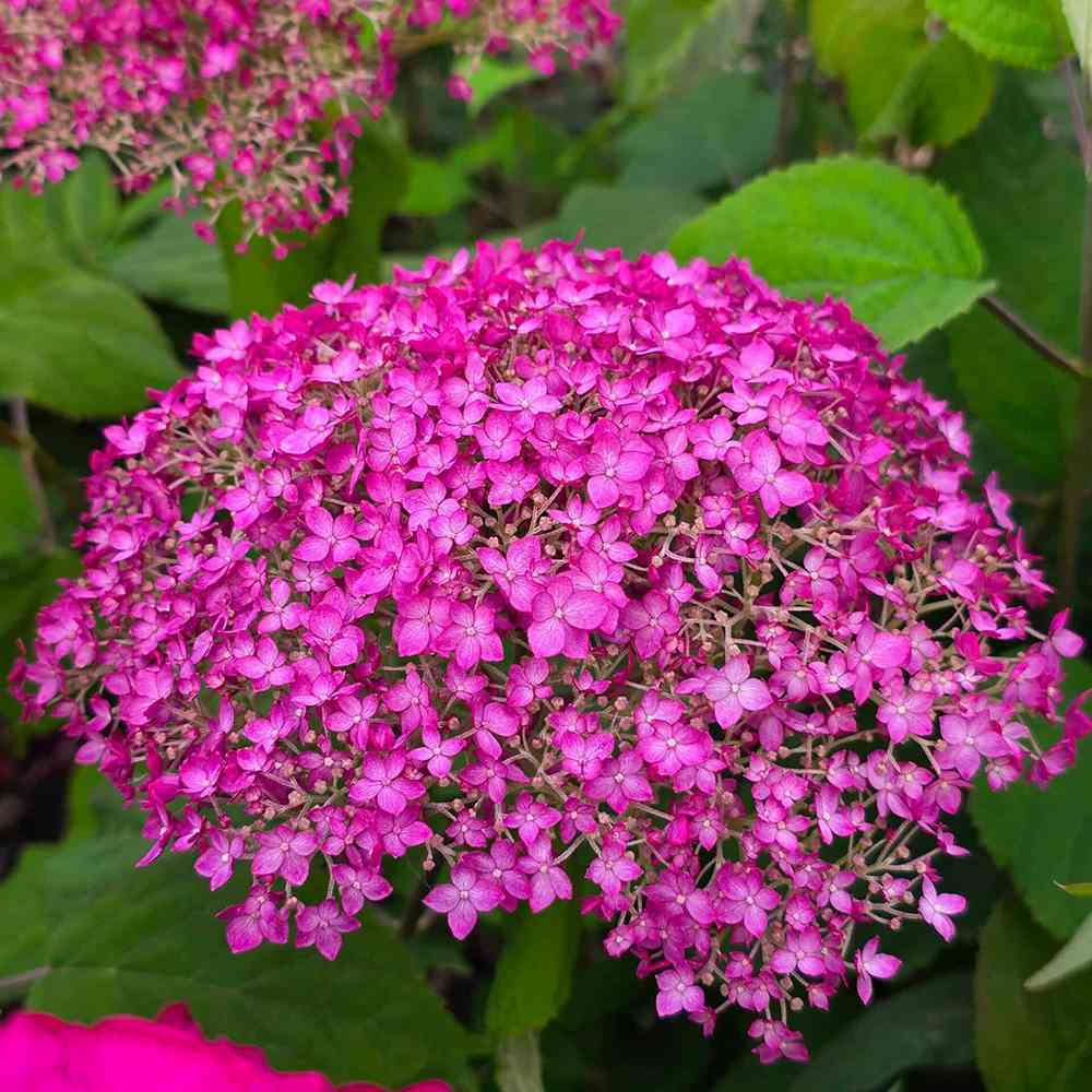 Hortensie arborescens Candybelle Winegum, cu flori roz-visiniu mari spectaculoase