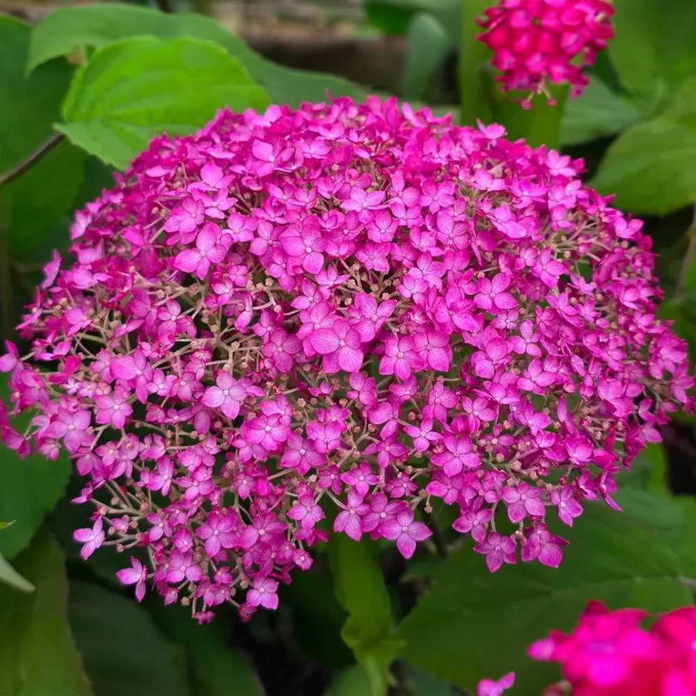 Hortensie arborescens Candybelle Winegum, cu flori roz-visiniu mari spectaculoase