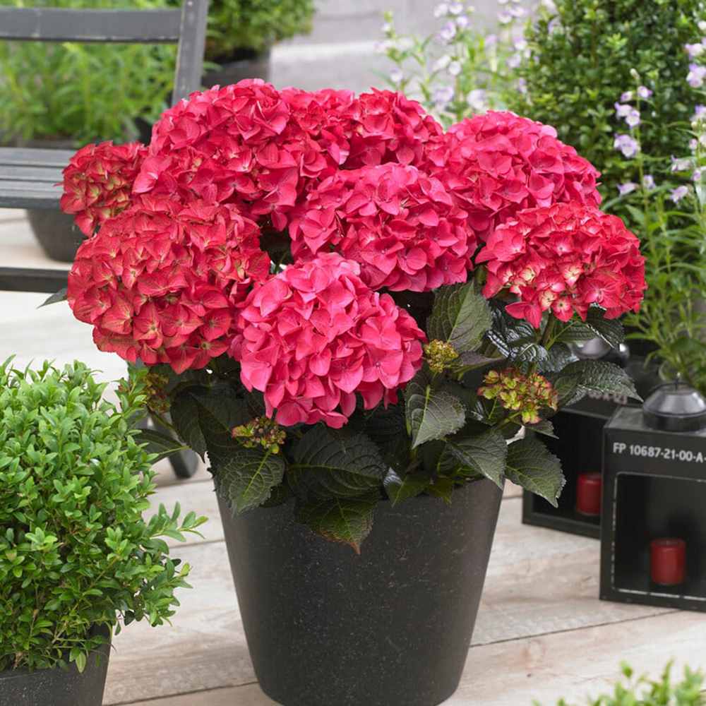 Hortensie de gradina Black Diamond Red Angel, flori rosii, frunze inchise, soi exclusiv si elegant