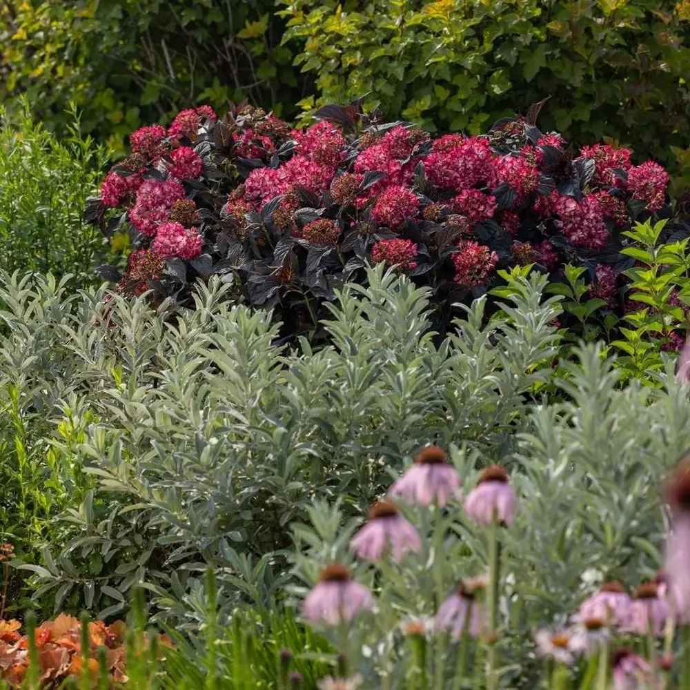 Hortensie de gradina Black Diamond Red Angel, flori rosii, frunze inchise, soi exclusiv si elegant