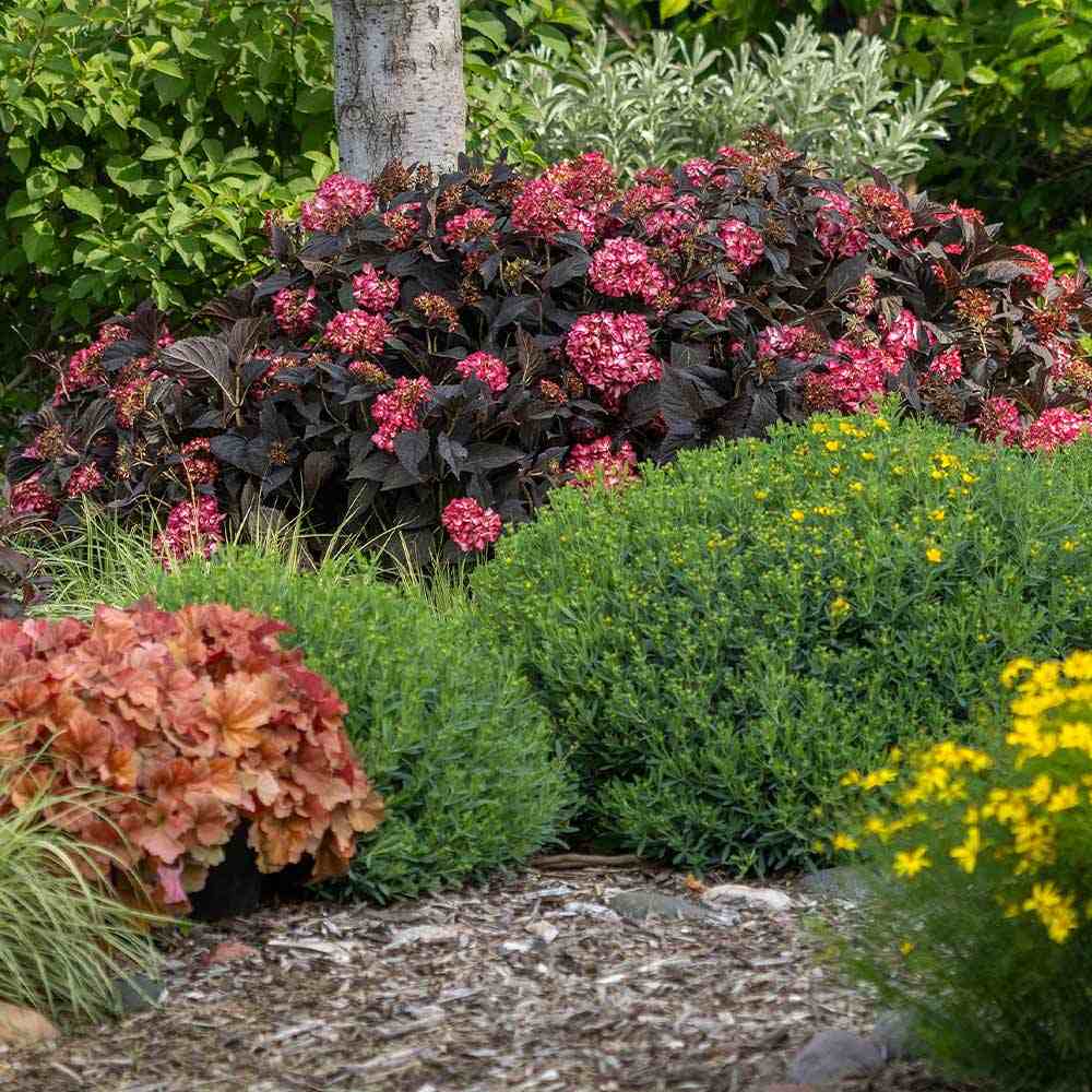 Hortensie de gradina Black Diamond Red Angel, flori rosii, frunze inchise, soi exclusiv si elegant