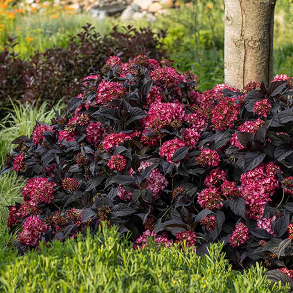 Hortensie de gradina Black Diamond Red Angel, flori rosii, frunze inchise, soi exclusiv si elegant