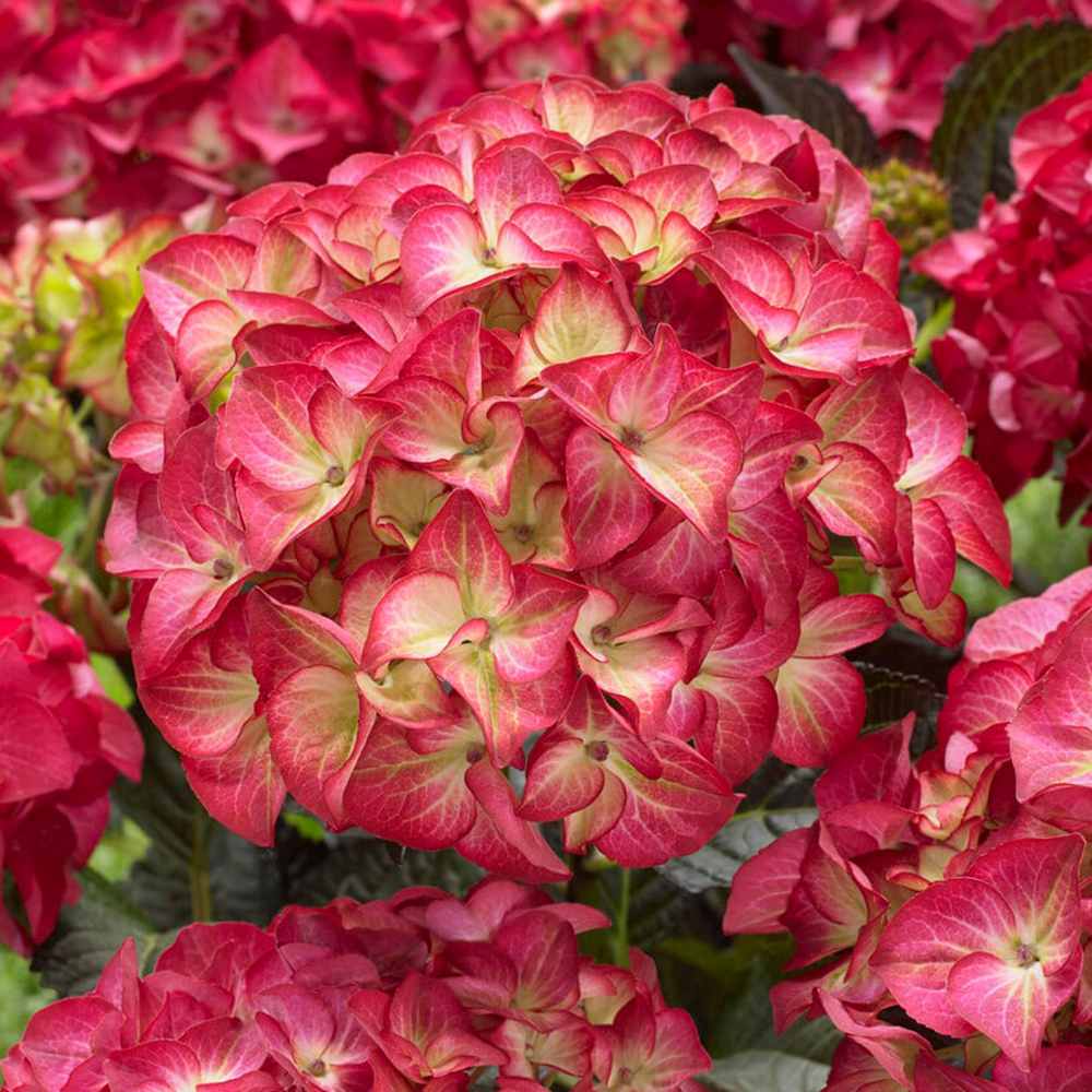 Hortensie de gradina Black Diamond Red Angel, flori rosii, frunze inchise, soi exclusiv si elegant