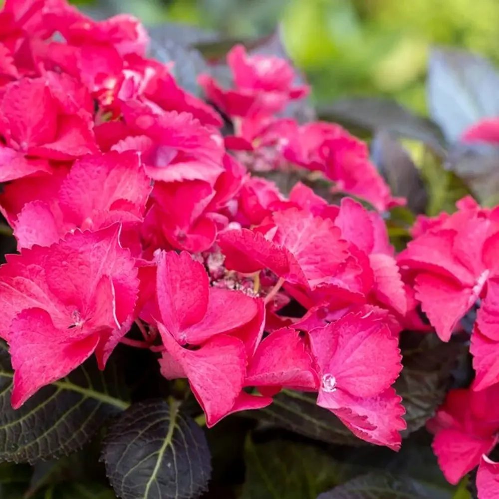 Hortensie de gradina Black Diamond Red Angel, flori rosii, frunze inchise, soi exclusiv si elegant