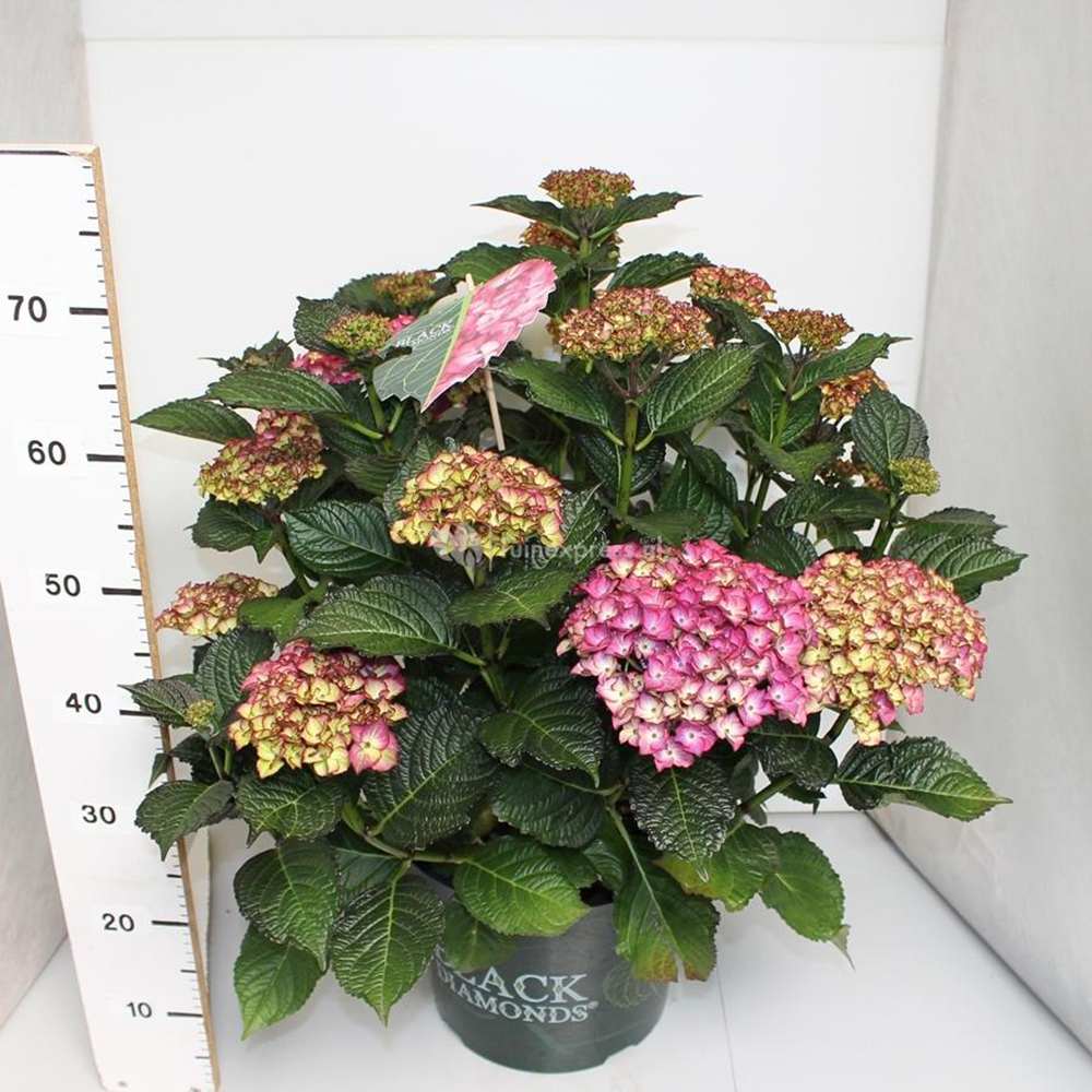 Hortensie de gradina Black Diamond Red Angel, flori rosii, frunze inchise, soi exclusiv si elegant