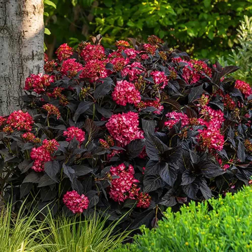Hortensie de gradina Black Diamond Red Angel, flori rosii, frunze inchise, soi exclusiv si elegant