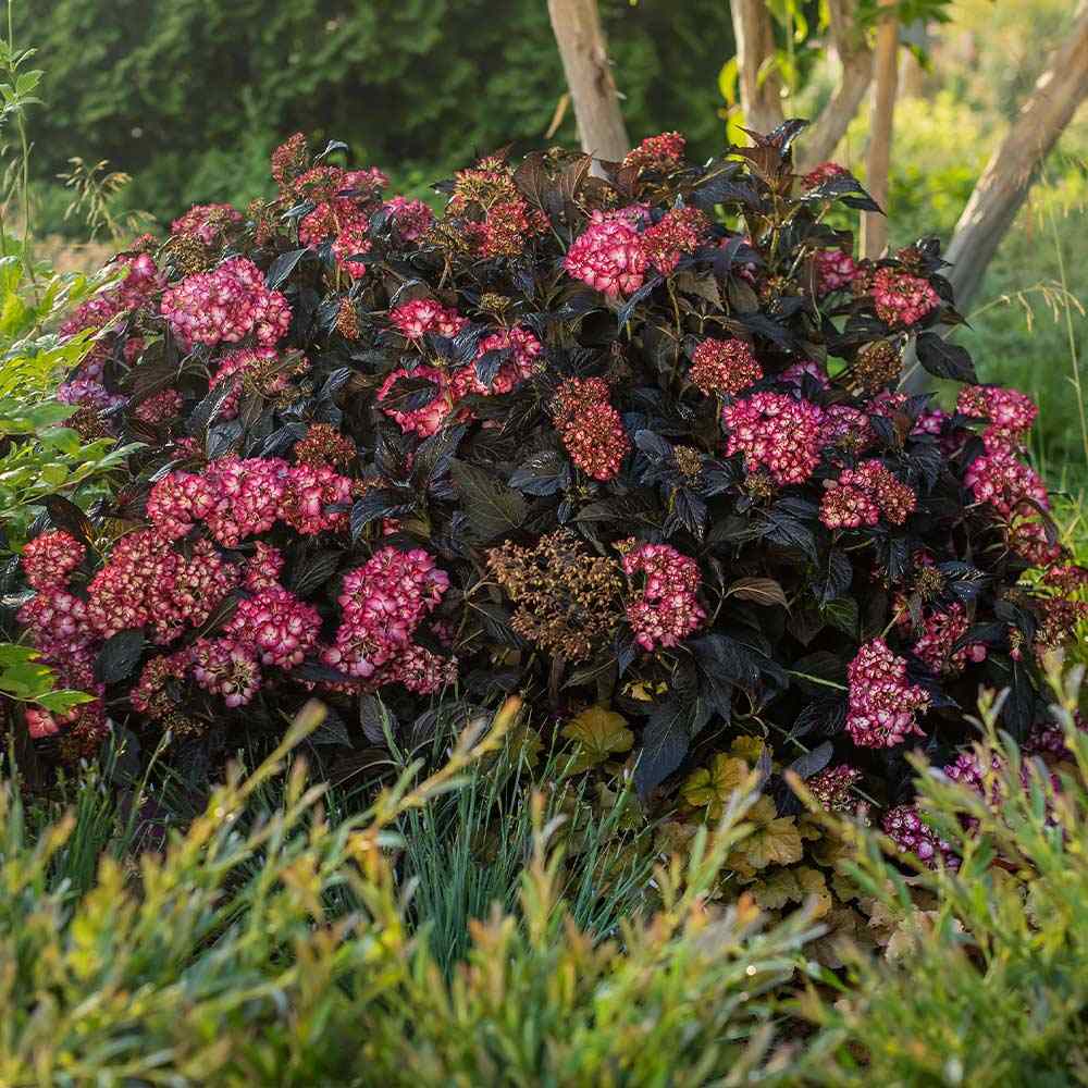 Hortensie de gradina Black Diamond Red Angel, flori rosii, frunze inchise, soi exclusiv si elegant