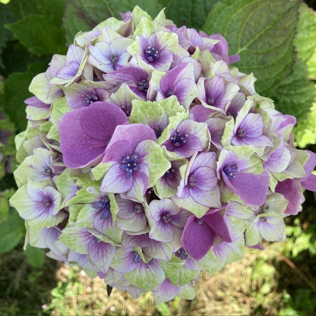 Hortensie Hydrangea macrophylla Magical Jewel, compacta, flori mari cu nuante schimbatoare