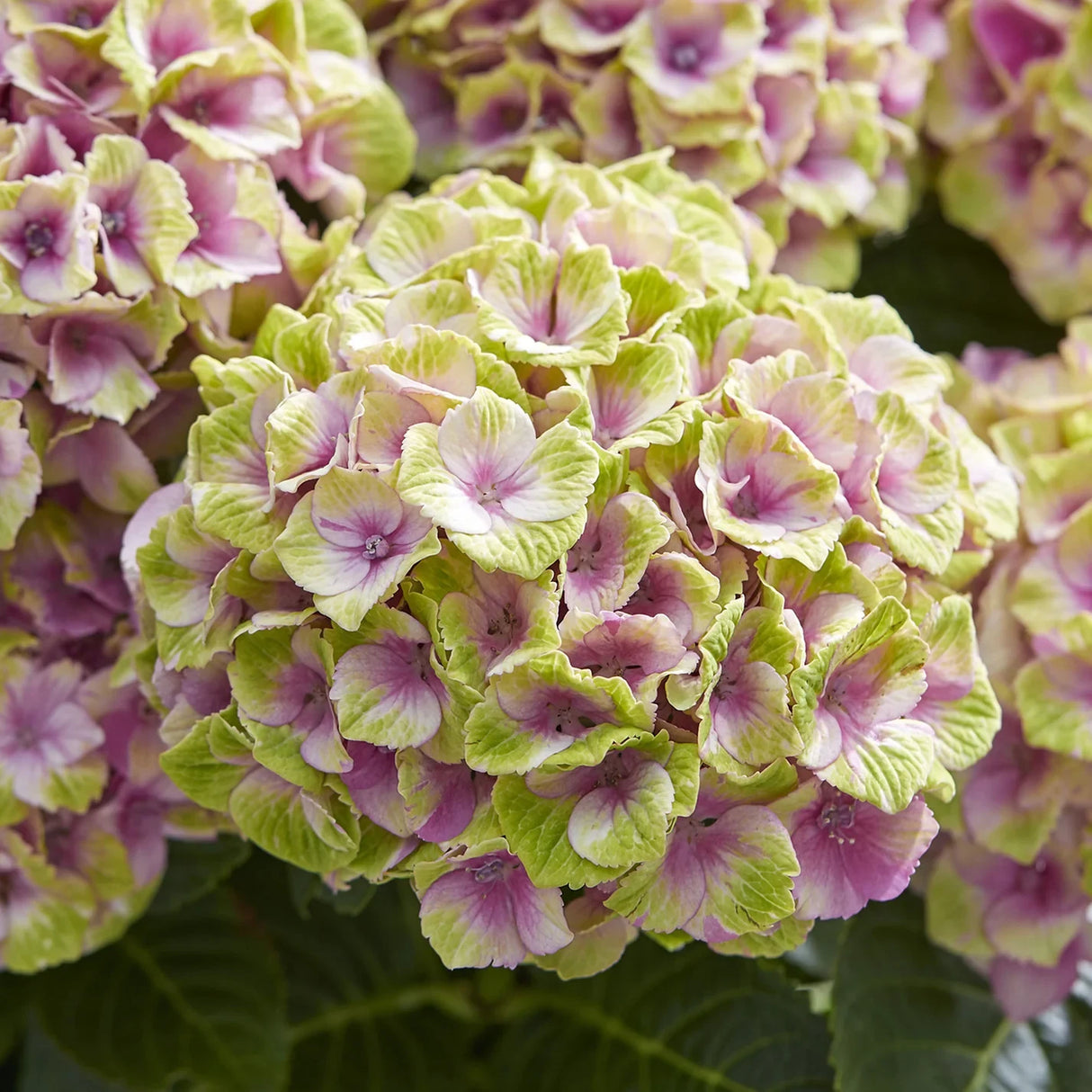 Hortensie Hydrangea macrophylla Magical Jewel, compacta, flori mari cu nuante schimbatoare
