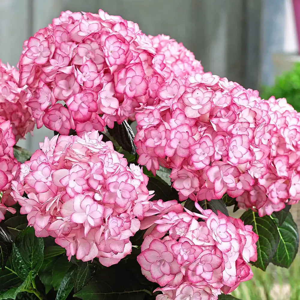 Hortensie de gradina Miss Saori, cu flori bicolore roz-alb, inflorire abundenta vara