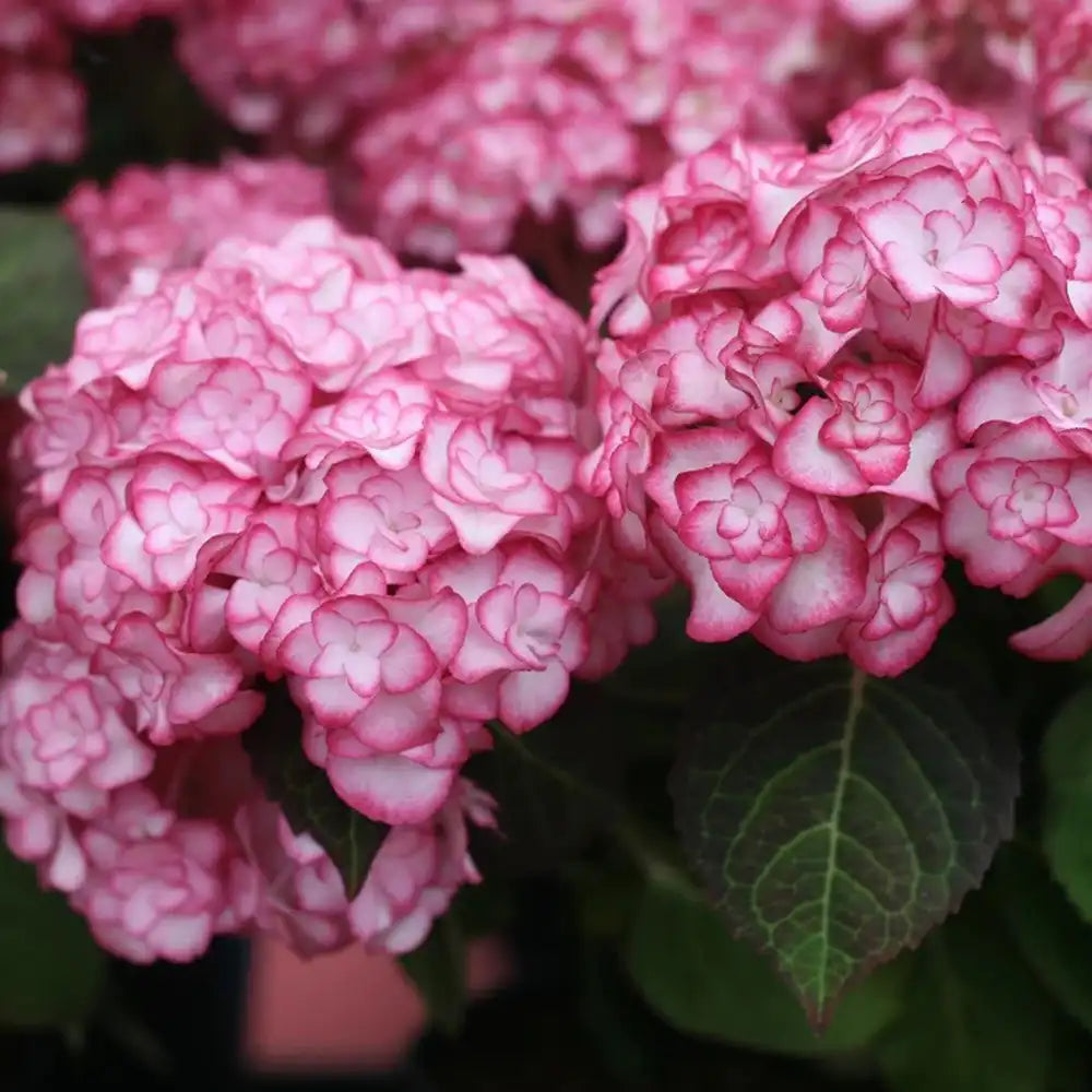 Hortensie de gradina Miss Saori, cu flori bicolore roz-alb, inflorire abundenta vara