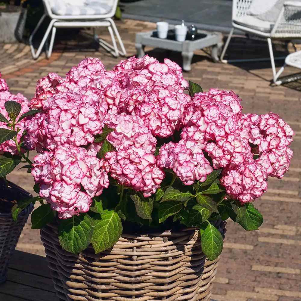 Hortensie de gradina Miss Saori, cu flori bicolore roz-alb, inflorire abundenta vara