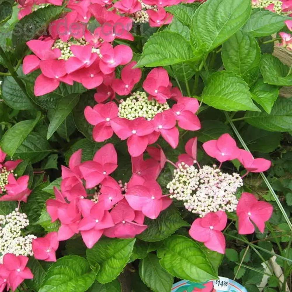 Hortensie de Gradina Strawberries and Cream, bicolora, flori roz-alb bogate, rezistenta, raritate